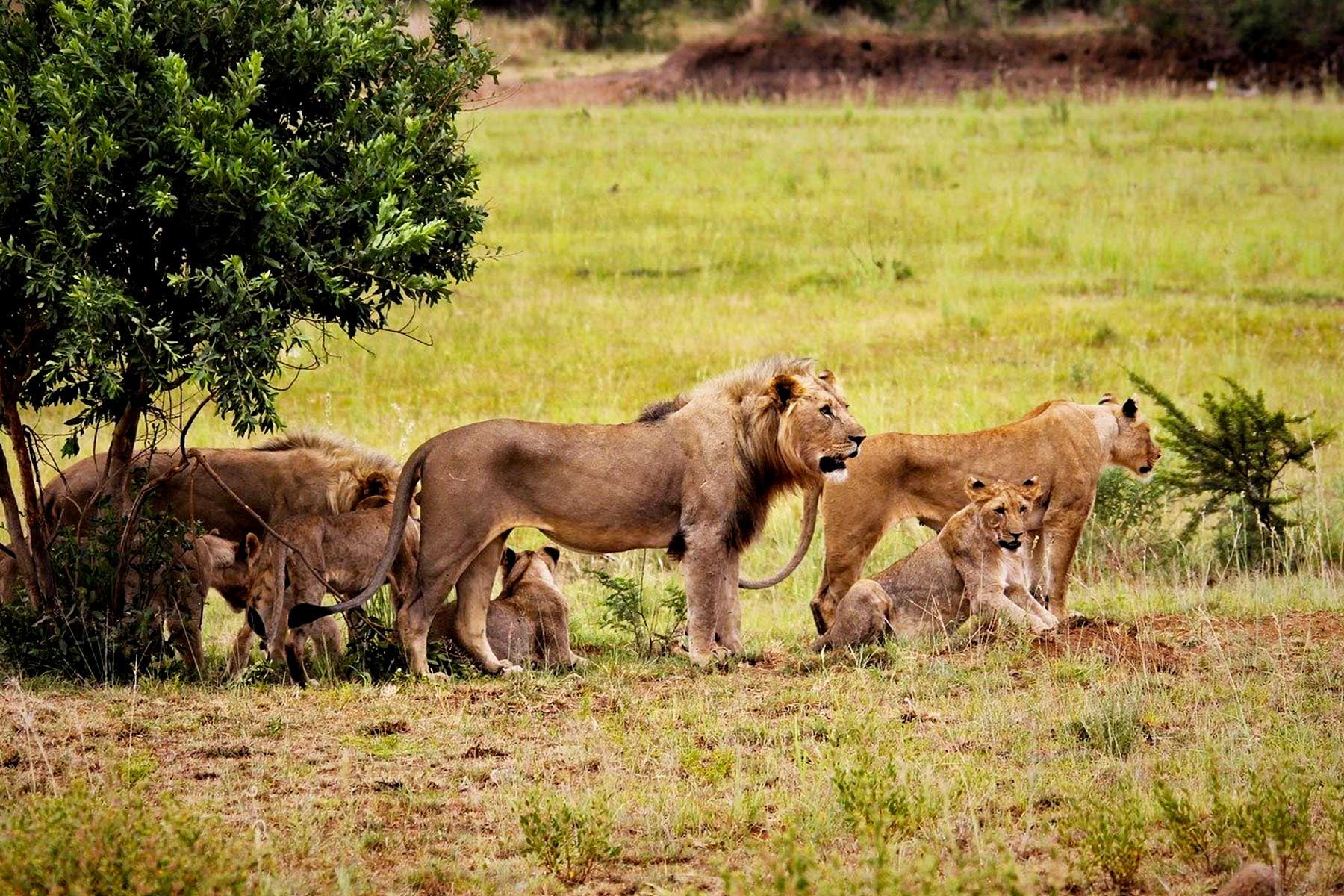 lions-spotted-on-an-african-safari