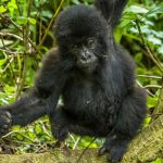 8 Day Luxury Gorilla Safari from Kigali