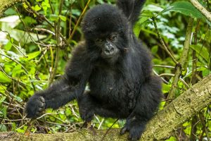 8 Day Luxury Gorilla Safari from Kigali