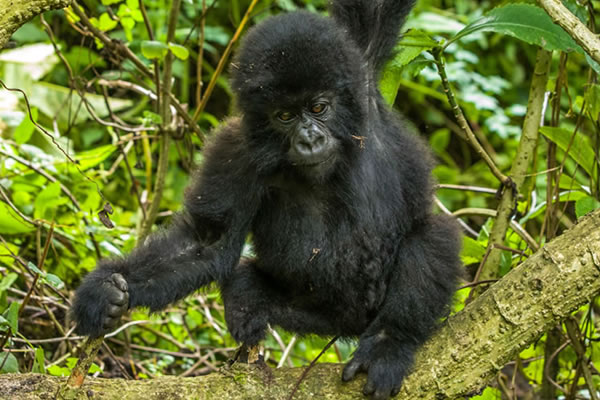10 Day Uganda Gorilla