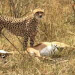 8 Day Uganda & Kenya Safari