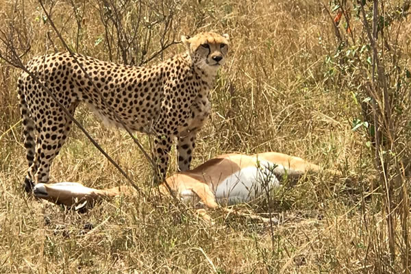 8 Day Uganda & Kenya Safari