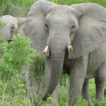 Explore Uganda Safari