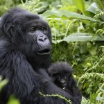 4 Day Luxury Gorilla Trek & Lake Bunyonyi