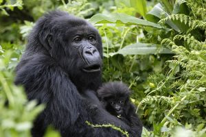 14 Day Uganda Gorilla Safari