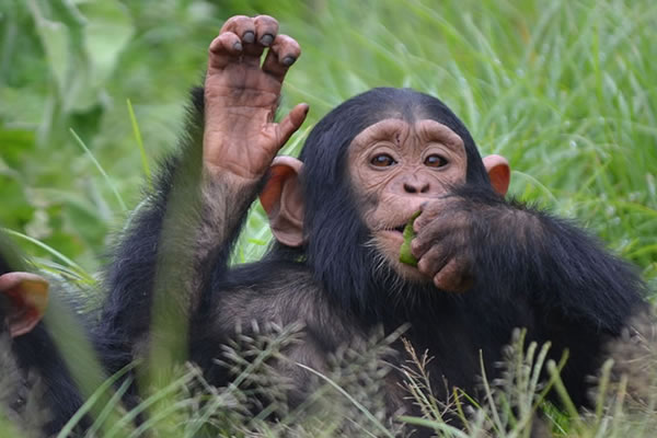 18 Day Uganda Primate Safari