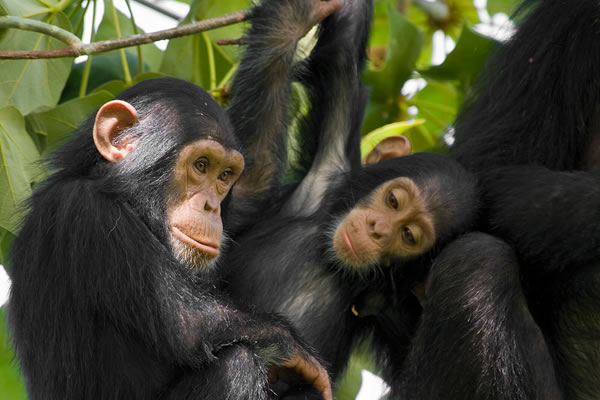 5 Day Gorilla Habituation And Chimpanzees
