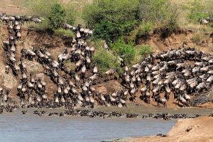 Northern Tanzania Safari - Umarella Voyage Sfaris