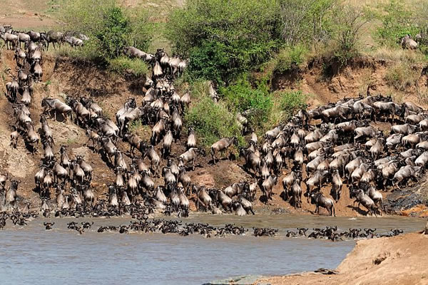 Kenya Wildebeest Migration Safari