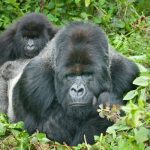 Best Wildlife Uganda Safari