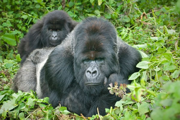 6 Day Rwanda Gorilla Safari