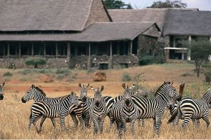 6 Day Wildlife in Kenya
