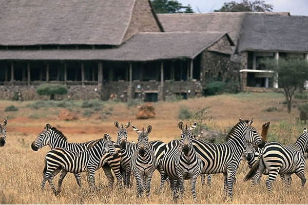Wildlife Safari in Kenya