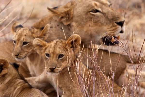 7 Day Wildlife Safari to Kenya