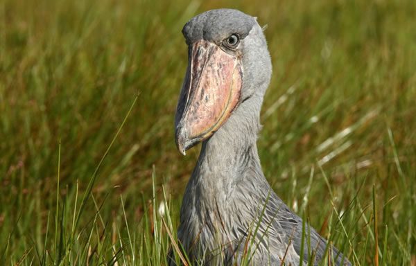 Uganda Birding Safari - 1 Day Tour