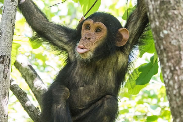 Magical African Chimpanzee Safaris & Trekking