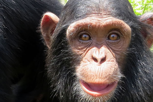 Exclusive Uganda Primate Safari