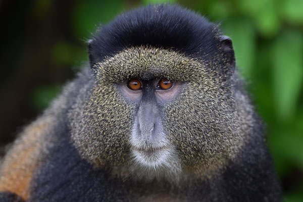 9 Day Uganda Primate