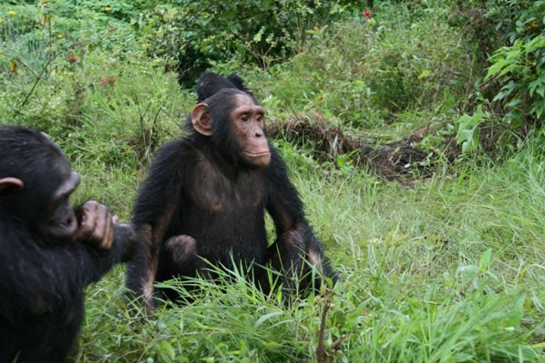 9 Day Uganda Chimpanzee Tracking Safari
