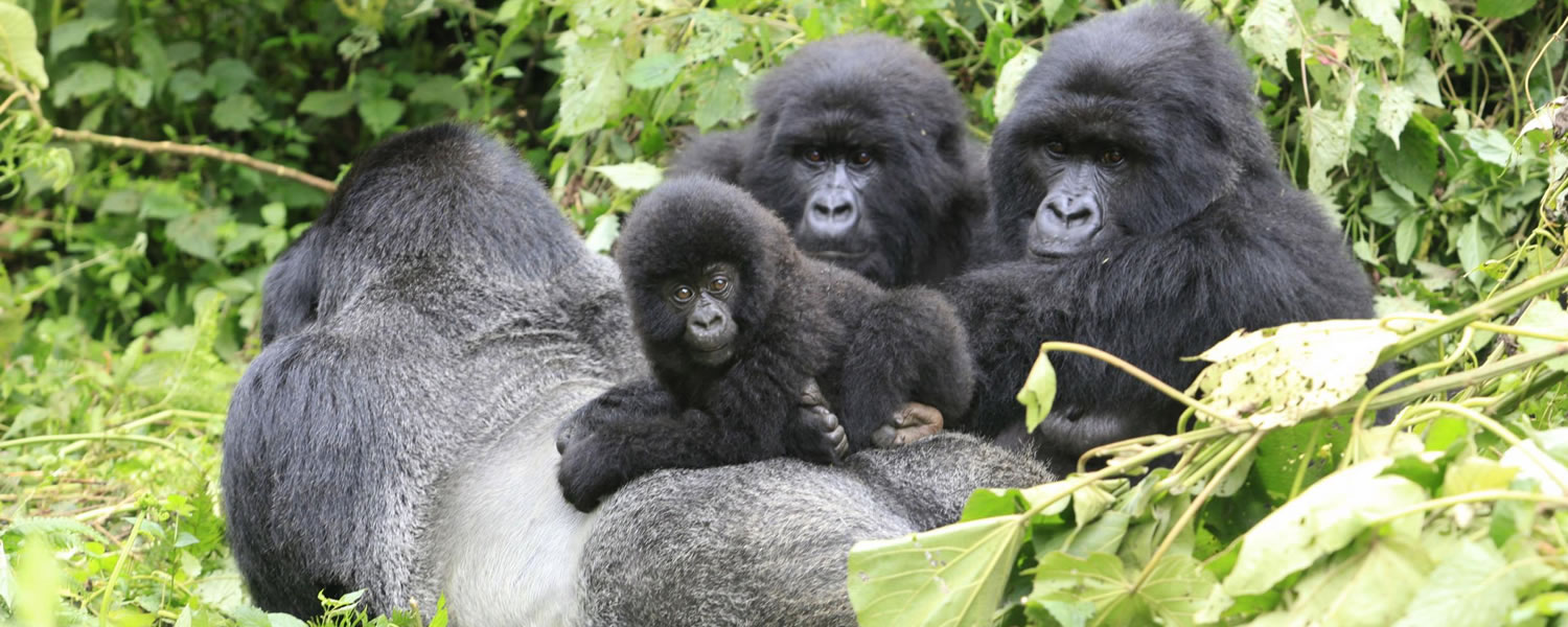 Mountain Gorilla Families In Bwindi Impenetrable National Park And Their Facts