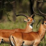 18 Day Uganda Primate Safari