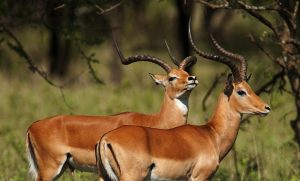 18 Day Uganda Primate Safari