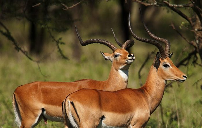 18 Day Uganda Primate Safari