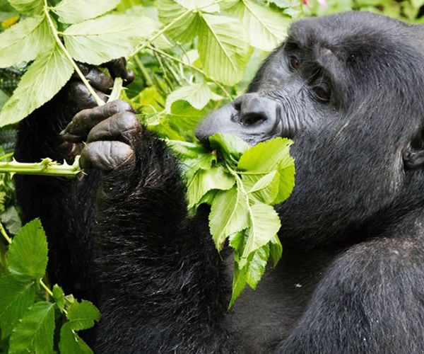 Mountain Gorilla feeding