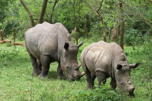 Rhinos in Ziwa