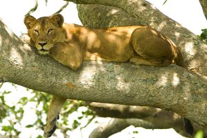 10 Day Uganda & Rwanda Luxury Safari