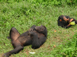 Ngamba Island Chimp Sanctuary -14 Day Visit Rwanda & Uganda