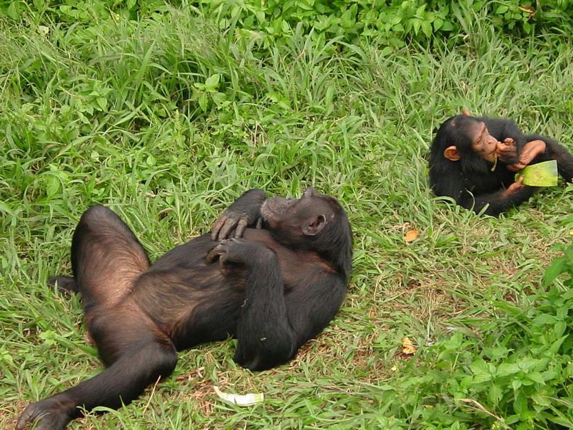 Ngamba Island Chimp Sanctuary