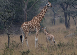 5 Day Birding Safari in Murchison Falls
