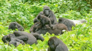 3 Days Gorilla Trekking - Bwindi Tour