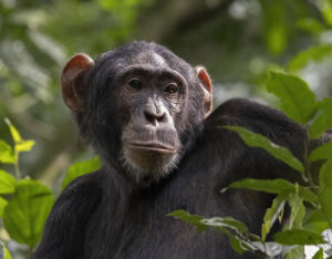 6 Day Kibale, Queen Elizabeth & Bwindi Safari
