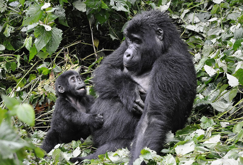 9 Day Uganda Primate Tour