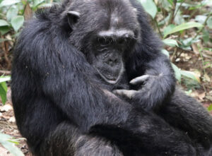 14 Day Visit Rwanda & Uganda