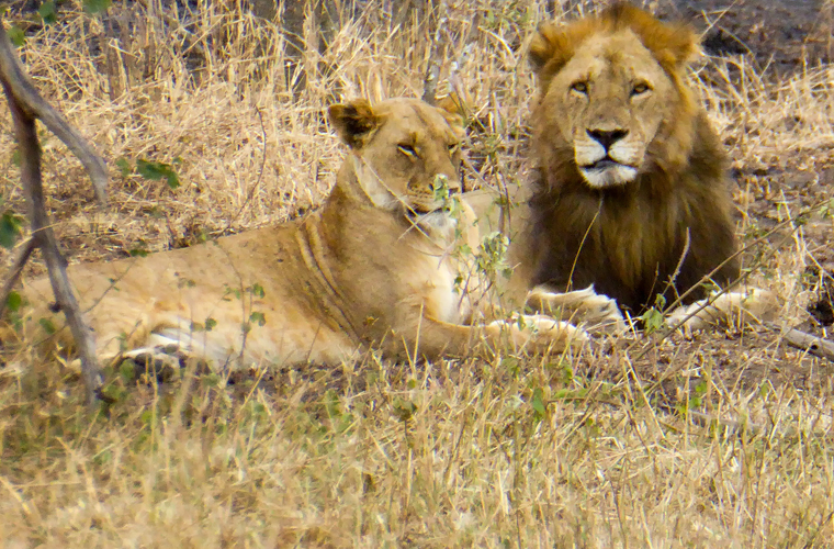 32 Days Wildlife Safari In Uganda, Rwanda, Kenya And Tanzania