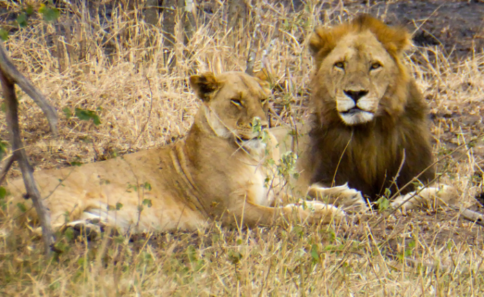 32 Days Wildlife Safari In Uganda, Rwanda, Kenya And Tanzania