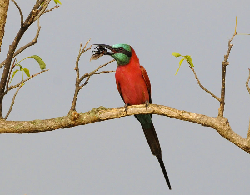 7 Day Uganda Birding & Wildlife Tour