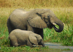 Best Wildlife Uganda Safari