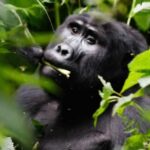 Gorilla Trekking Permits in Uganda