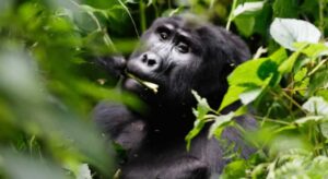Gorilla Trekking Permits in Uganda
