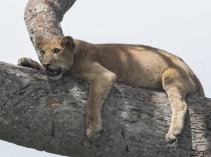 14 Day Visit Rwanda & Uganda