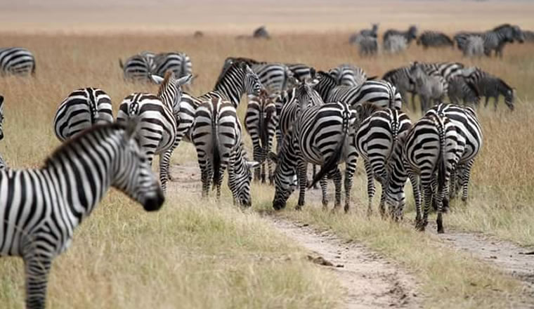Tanzania Uganda Wildlife Tour
