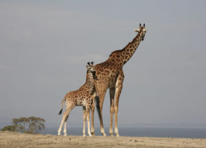 25 Day Adventure Uganda Safari
