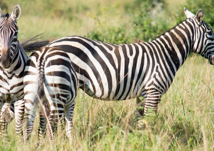 21 Day Uganda Wildlife Safari