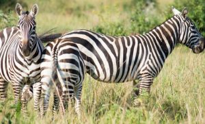 21 Day Uganda Wildlife Safari