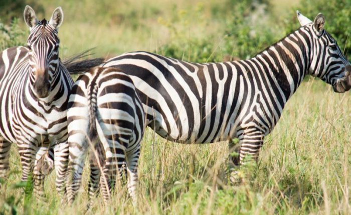 21 Day Uganda Wildlife Safari
