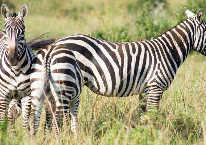 21 Day Uganda Wildlife Safari